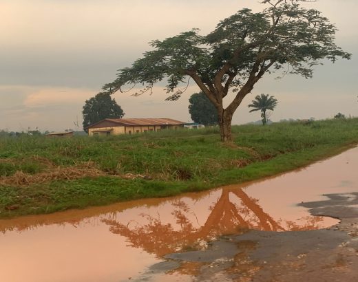 Un bout de nature à Bangui